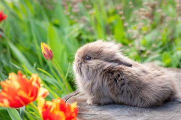 A young rabbit sitting on a tree stump