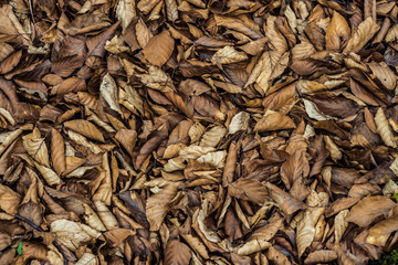 Dry leaves in the forest on ground