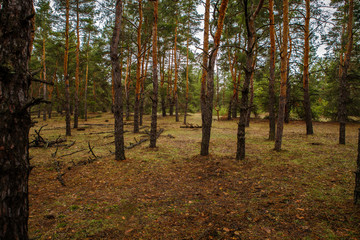 thick pine forest. Russian landscape