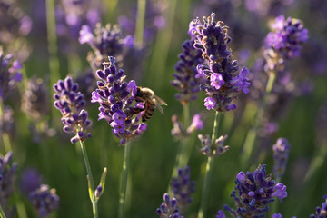 Lavendel