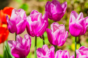 close up of blooming field of purple  tulips, floral background.