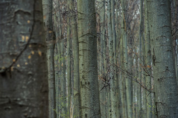 Bright beech forest in the spring, the first flowers.