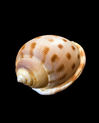 brown spotted seashell