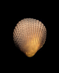 textured seashell