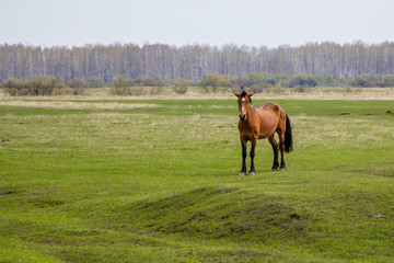 Pregnant horse in the pasture looking at the camera.