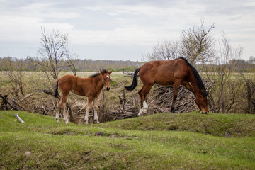 Naklejka na ściany i meble Two young horses grazing in the pasture. 