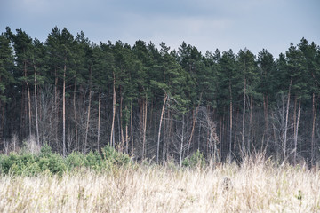 Coniferous forest in the spring