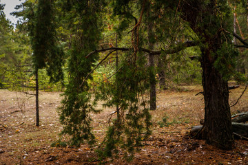 thick pine forest. Russian landscape