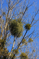 Mistletoes in a tree