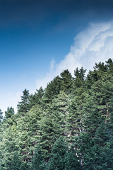 Coniferous forest in the spring