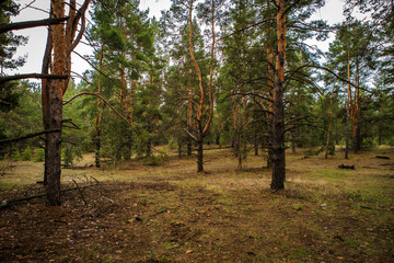 thick pine forest. Russian landscape