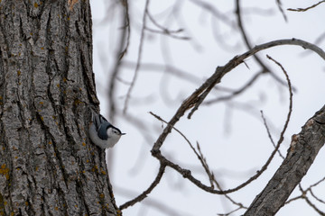 Nuthatch inverted cling