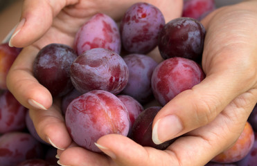 Woman hands holding fresh purple plums