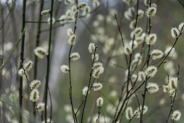 Willow in spring. Early spring in the forest.