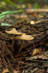 moss and mushroom in the forest. macro