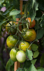 Close up of a bunch of growing tomatoes