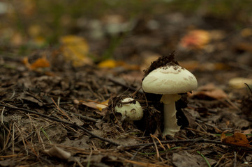 poisonous mushroom in the forest. macro