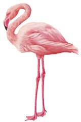 Bright drawn american flamingo isolated © Julia