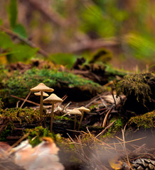 moss and mushroom in the forest. macro