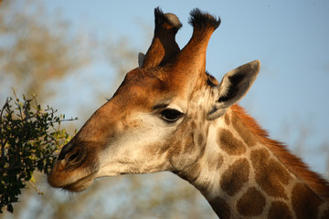 Giraffe / Giraffe / Giraffa Camelopardalis
