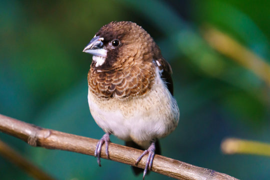 Society Finch bird sitting on a branch.