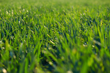 Young sprouts are on the field. Green grass closeup.