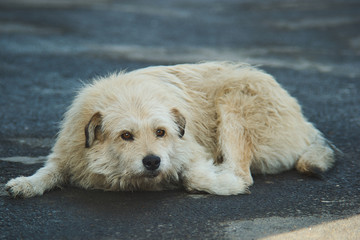 portrait of golden retriever