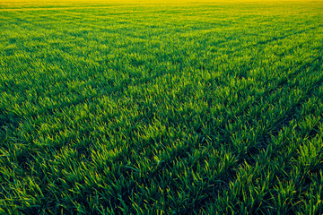 Young sprouts are on the field at sunset. Green grass closeup.