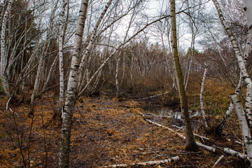 birch groves and marshes. Russian landscape