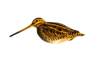 Isolated bird. Common Snipe. Gallinago gallinago. White background.