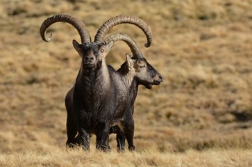 Cabras Gredos