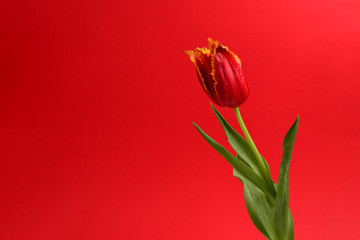 Tulip in a pot  on a  red background. Copy space.