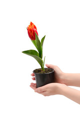 Tulip in a pot in woman hands isolated on white.