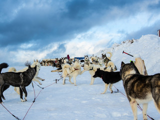 wartende Huskys II