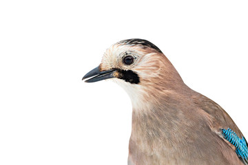Isolated bird portrait. White background. Bird: Eurasian Jay. Garrulus glandarius.