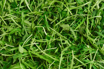 Fresh leaves of arugula as background.