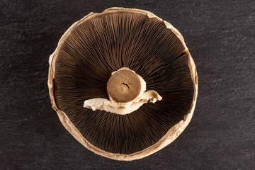 One whole fresh brown mushroom portobello ventral view flatlay on grey stone
