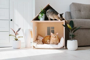 Fotobehang Cat in wooden cat house © sweetlaniko