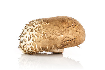 One whole meaty fresh brown mushroom portobello isolated on white background