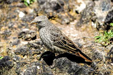 bird
