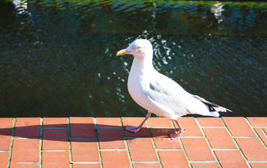 duck with very white plumage that walks in the morning along a pavement in red tiles along the river