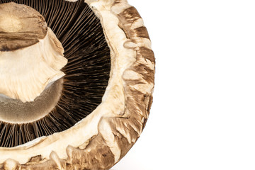 Closeup of one whole fresh brown mushroom portobello with a stripe ventral view isolated on white background