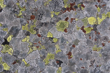 Stone texture with lichen