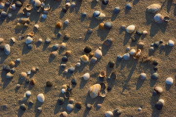 shells on the beach