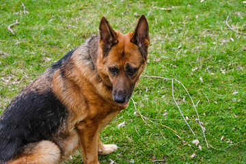 German shepherd breed dog outdoors in the morning. Dog walking.