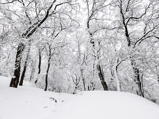 Winter trees with snow