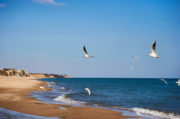 seagulls on the beach