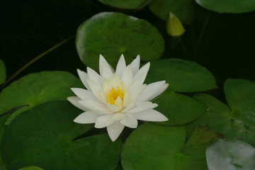 Beautiful water lily flower in the lake .Nymphaea reflection in the pond.Floral summer spring background