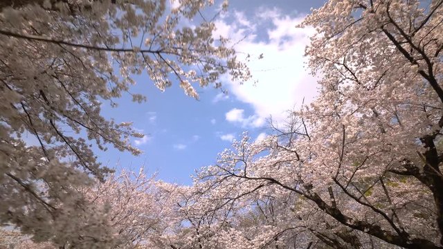 陽光と満開の桜並木 歩き撮り
