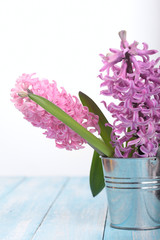 Background with fresh pink, violet hyacinths in metal bucket on cyan wooden planks. Selective focus. Place for text.Spring flowers.The perfume of blooming hyacinths is a symbol of early spring.